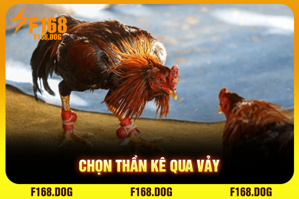 Chọn thần kê qua vảy