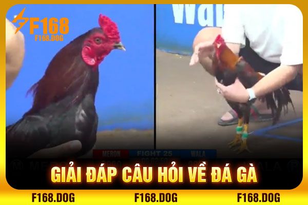 Giải đáp câu hỏi về đá gà Giải đáp câu hỏi về đá gà